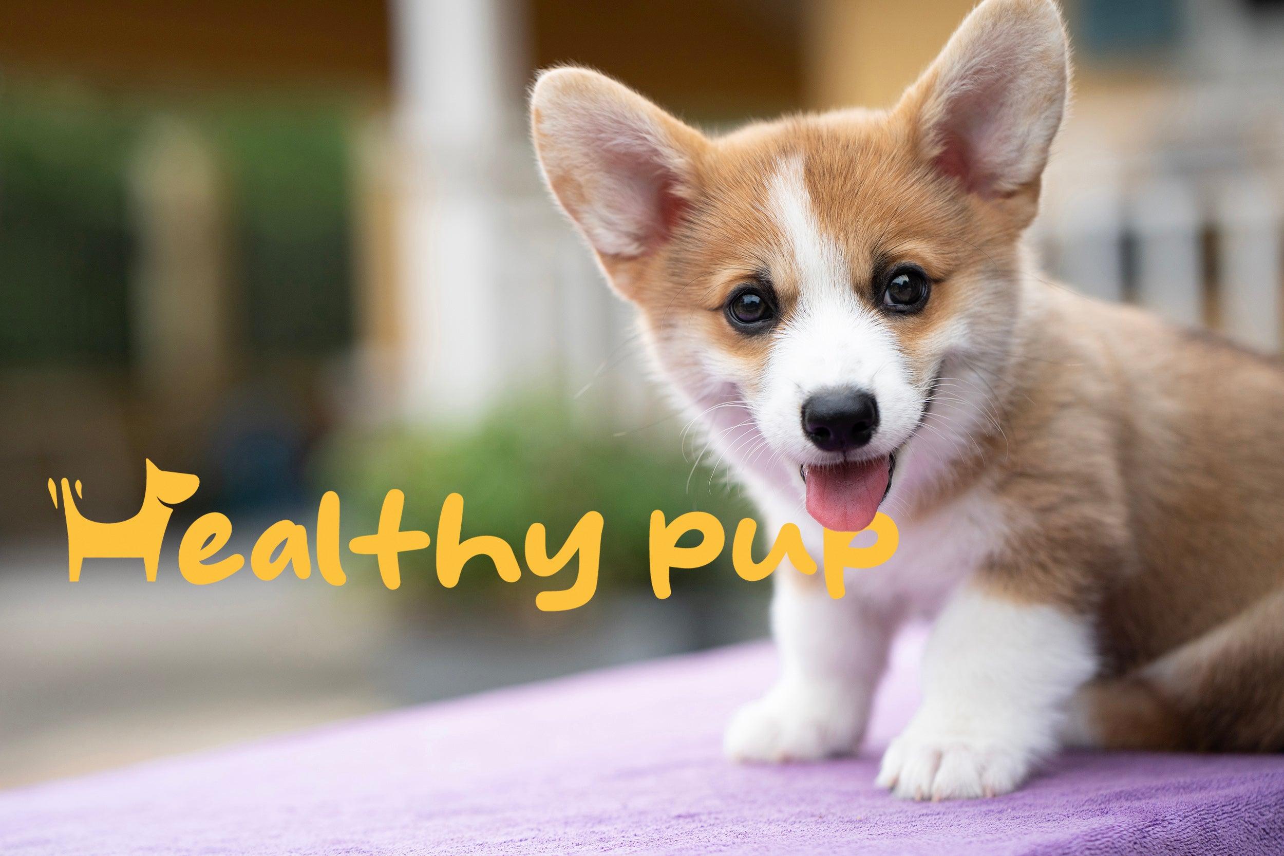 Meet Healthy Pup: Tail-Wagging Goodness in Every Puppy Supplement!