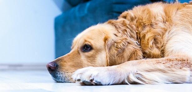 7 Reasons For Dogs To Try Hemp (No. 5 is big) - Shop Home Med