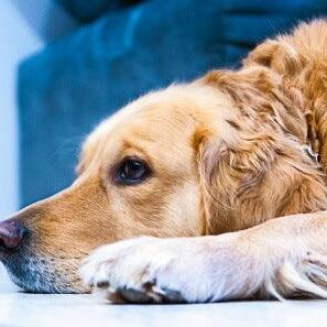 7 Reasons For Dogs To Try Hemp (No. 5 is big) - Shop Home Med