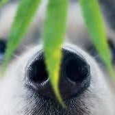 Can Your Dogs Benefit From Hemp? - Shop Home Med