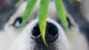 Can Your Dogs Benefit From Hemp? - Shop Home Med