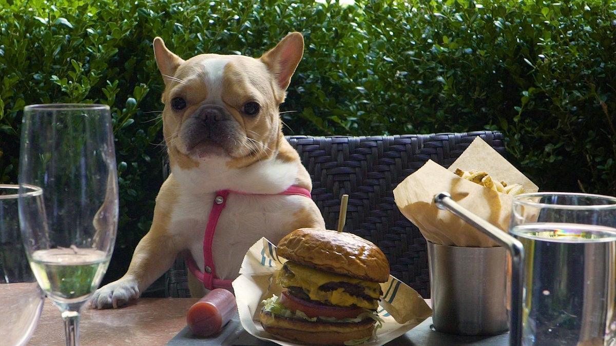 Dog Friendly Restaurants - Shop Home Med