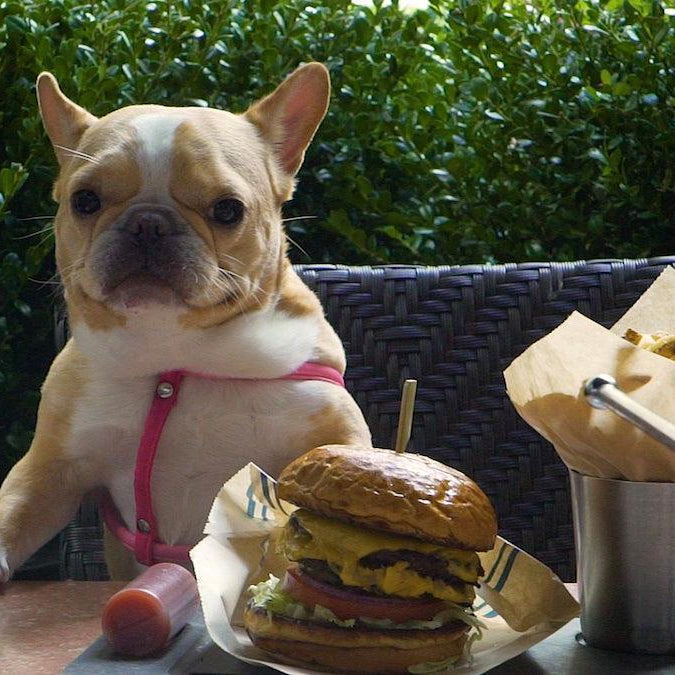 Dog Friendly Restaurants - Shop Home Med