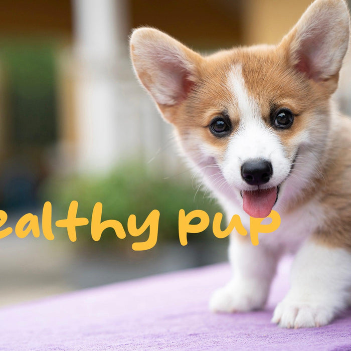 Meet Healthy Pup: Tail-Wagging Goodness in Every Puppy Supplement! - Shop Home Med