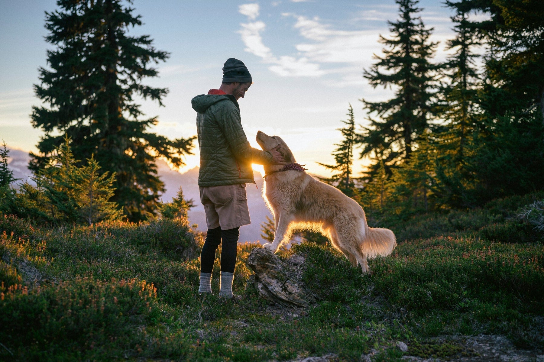 Summer Adventures: Must-Have Dog Travel Supply Kit