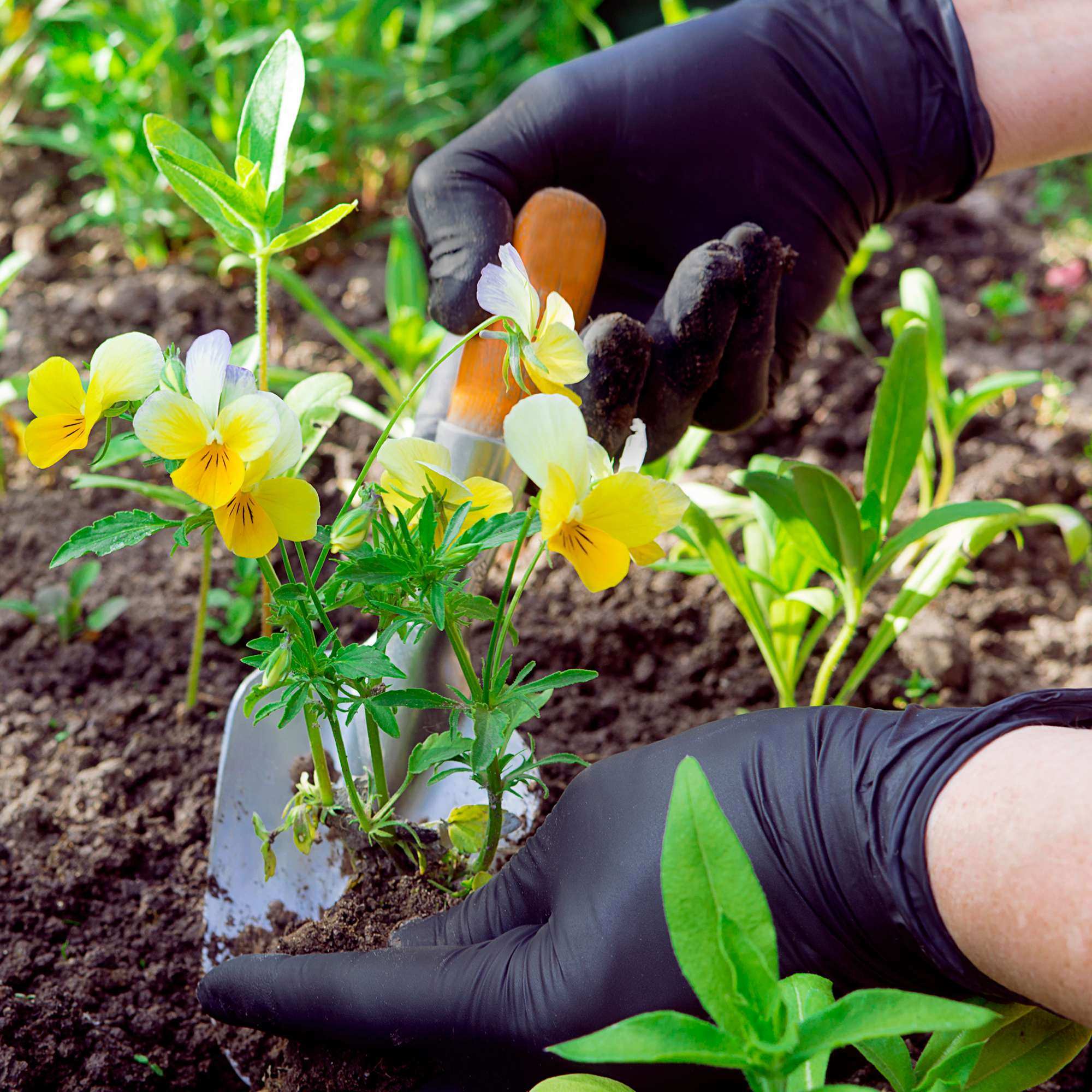 FifthPulse Biodegradable Gloves Latex-Free Powder Free Medical Exam Black