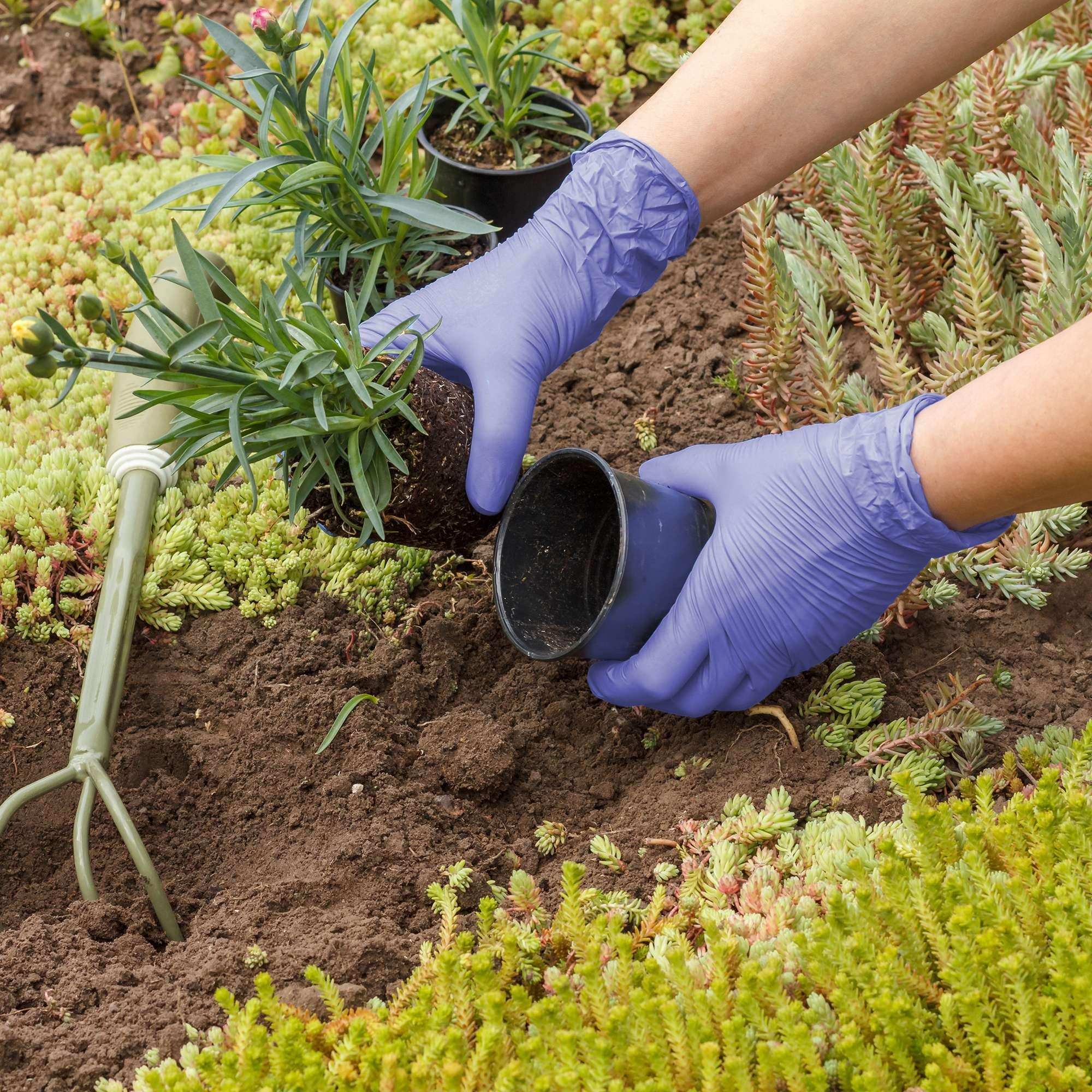 FifthPulse Biodegradable Disposable Nitrile Gloves Violet – 150 Count - Shop Home Med