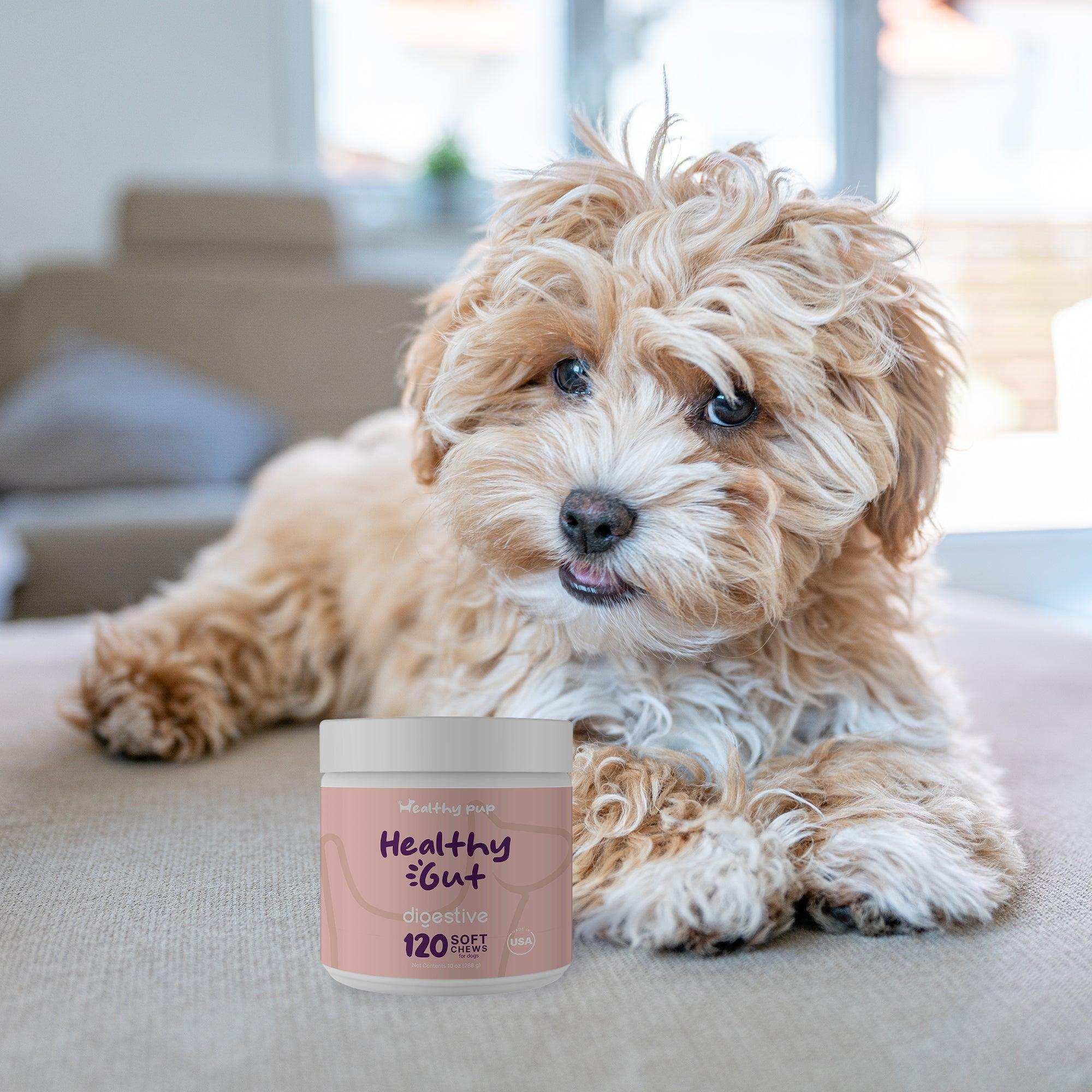 Healthy Pup Healthy Gut Digestive Aid Supplement for Dogs - Shop Home Med